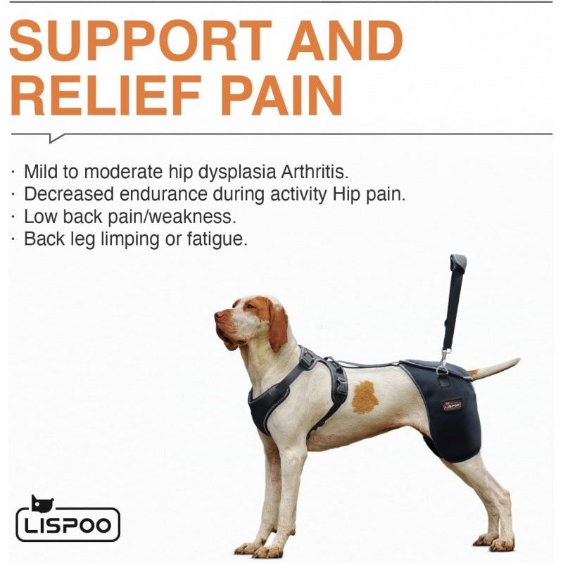 Senior dog walking outdoors wearing hip and joint support harness