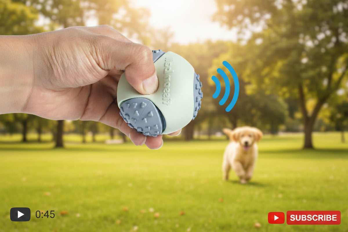 Dog playing fetch with floating squeaky ball on grass