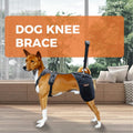 Dog wearing black hip and joint support harness, front view