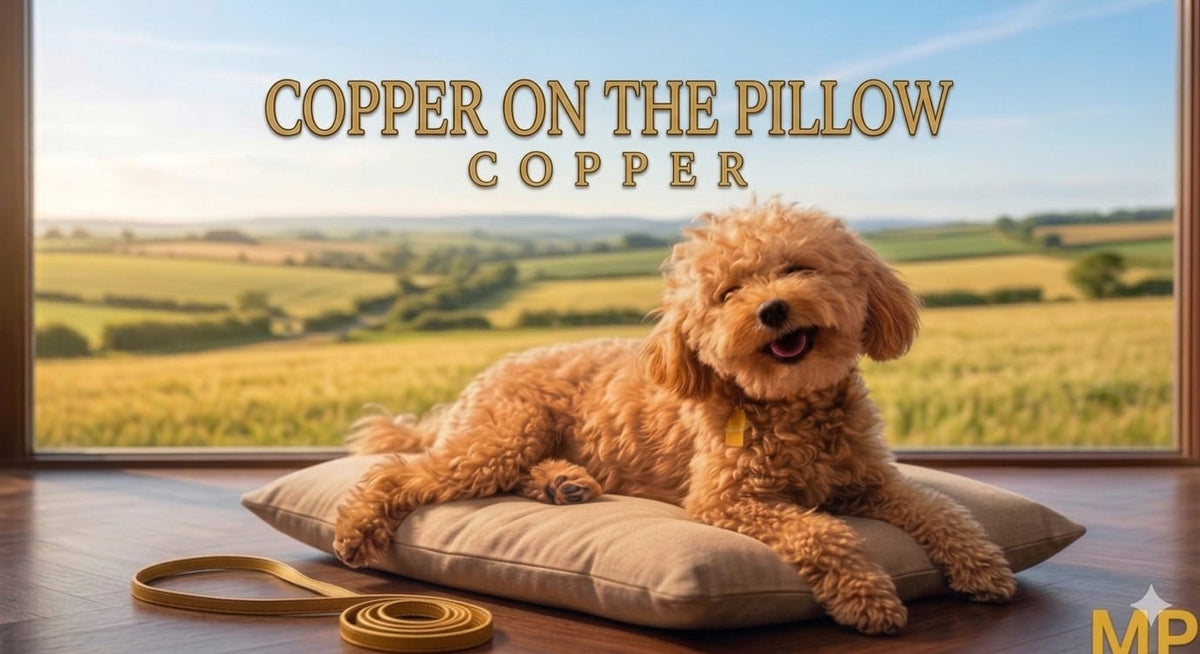 Copper on the Pillow, Puppy Papa Audio MP3 cover art
